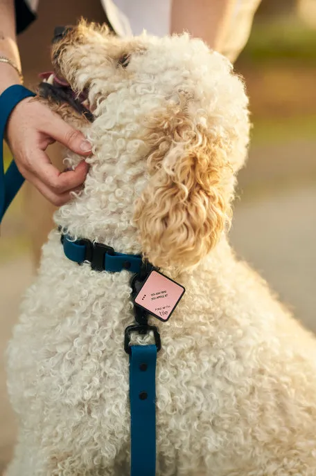 QALO TraQ Pastel Pink Silicone Dog ID Tag